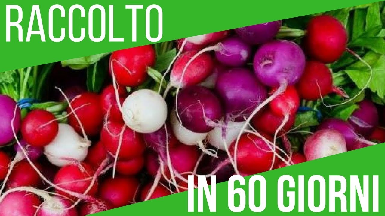 COME COLTIVARE I RAVANELLI (RACCOLTO IN 2 MESI) | ORTO E GIARDINAGGIO