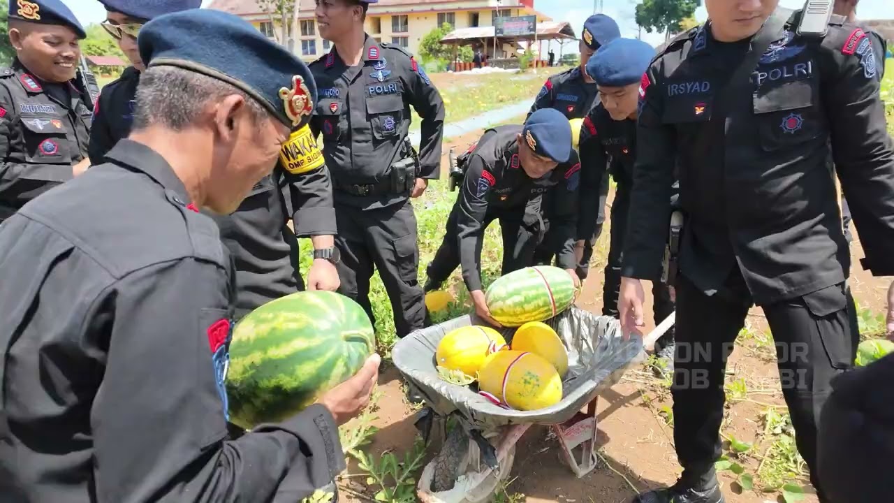 PANEN RAYA LAHAN KETAHANAN PANGAN SATUAN BRIMOB POLDA JAMBI