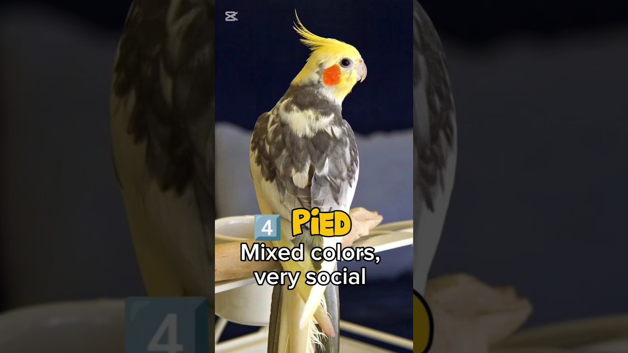 Top 5 Cockatiel Types for Beginners! 🦜