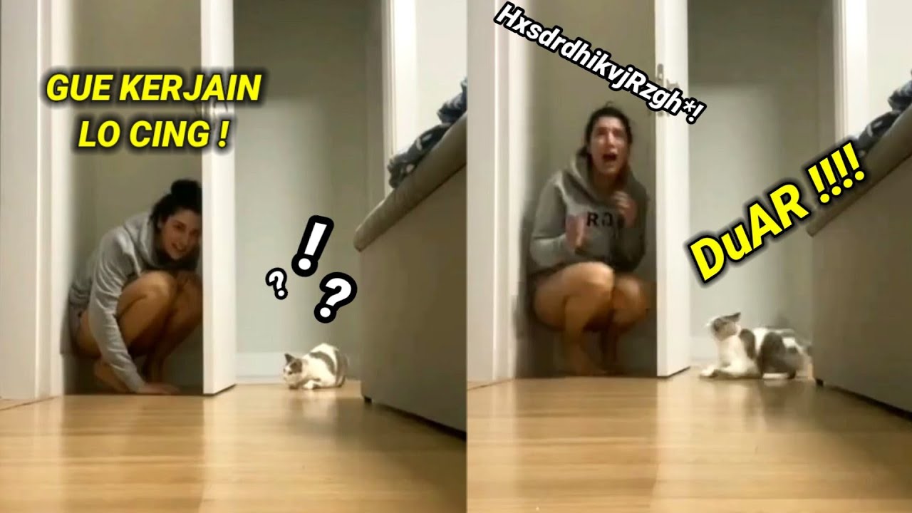 NGAKAK BANGET ! Niat Ngagetin Kucing, Malah Di Kagetin Duluan Sama Si Kucing ! Video Kucing Lucu