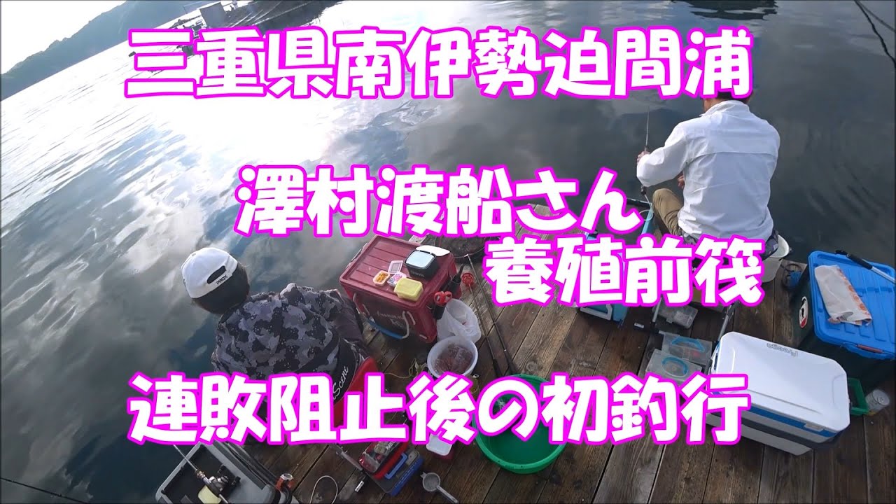 三重県南伊勢迫間浦澤村渡船さん養殖前筏