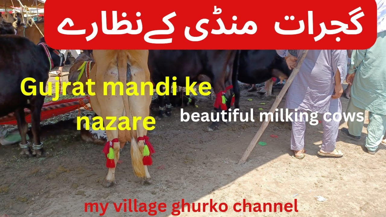 گجرات منڈی کے جانور    gujrat mandi beautifull animal