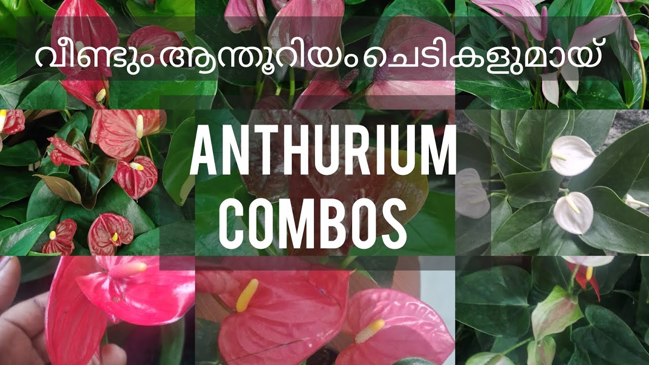 Anthurium Collections |New combos #plants #garden #terracegardenindia #backyardgardening #plants    