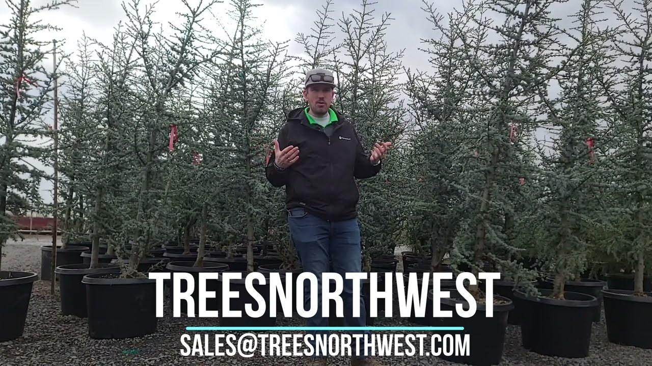 Blue atlas Cedar!