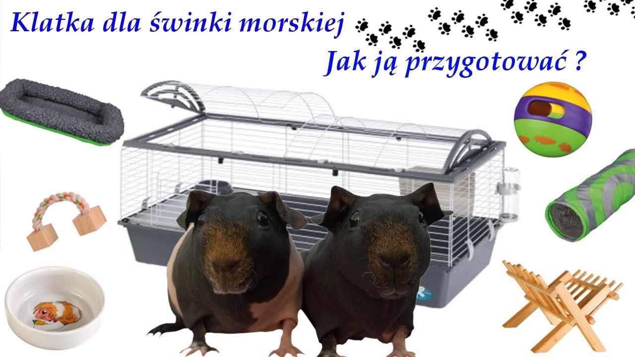 Jak przygotować klatkę na przyjazd świnki morskiej ?