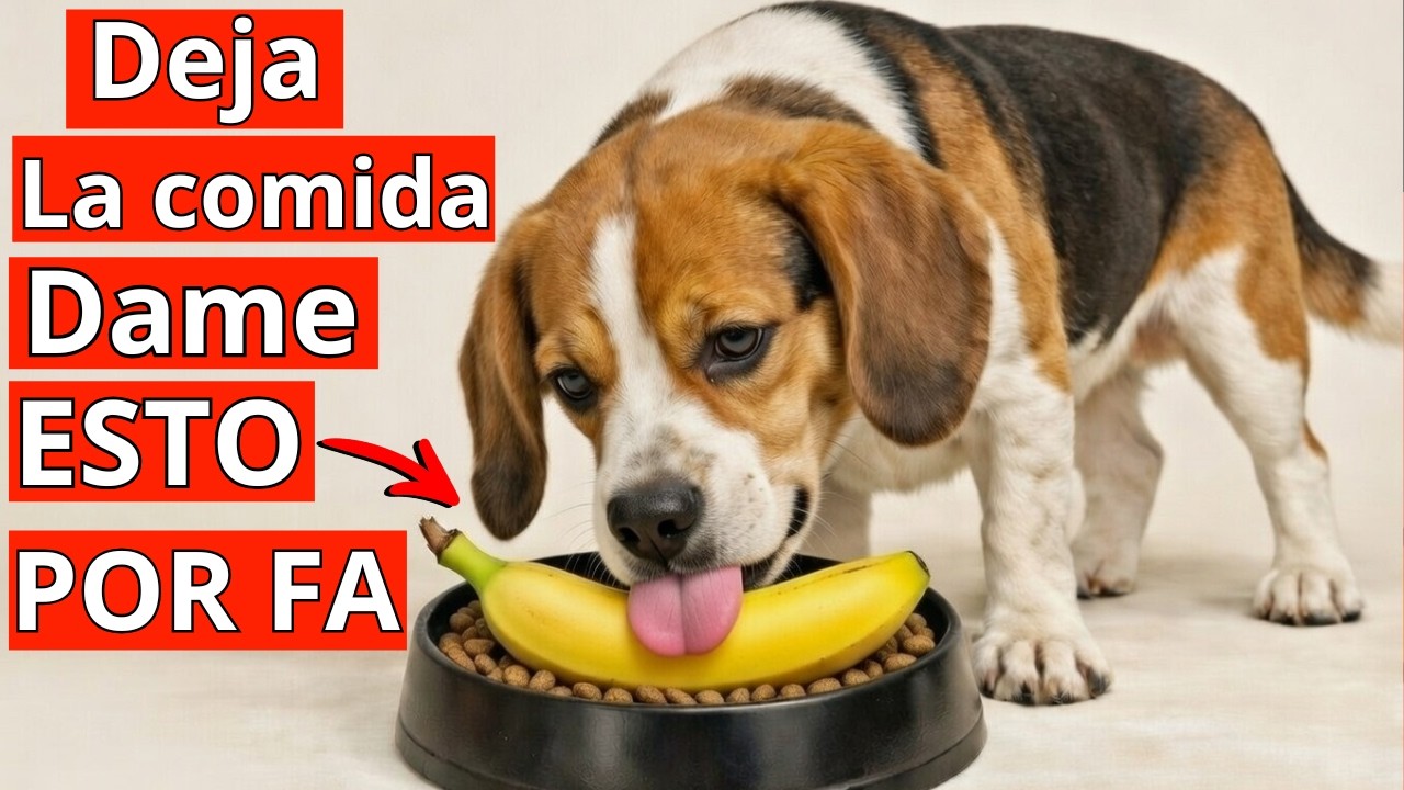 16 Alimentos humanos baratos mejores que la comida cara para perros (¡El 1% de los dueños lo sabe!)