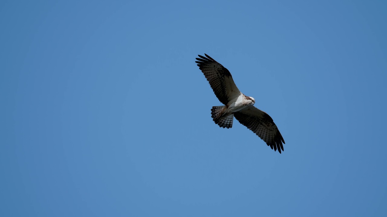 Fiske&oslash;rn Arres&oslash;