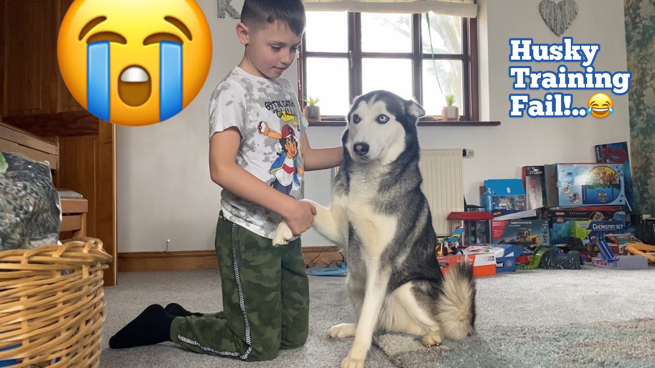 Hilarious Attempt Of My Son Teaching My Over Excited Husky Basic Commands! [FAIL!!!!]
