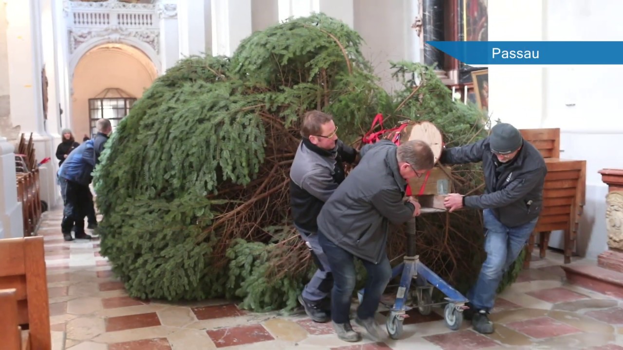 Christbaum im Passauer Dom aufgestellt