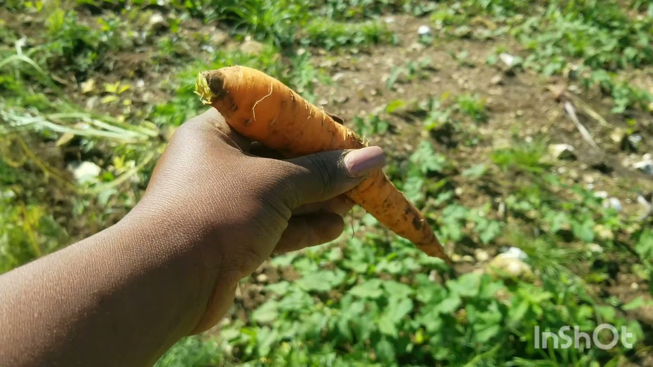 FARMER GIRL JESSIE HARVESTING CARROTS 🙏🙏🙏