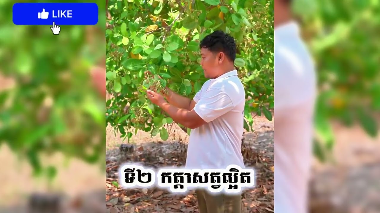 បញ្ហាចន្ទីស្វិតក្តិប #ចន្ទី