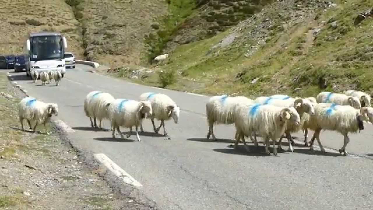 Brebis du Pourtalet