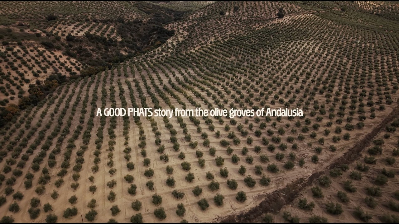 The Spanish Olive Oil Harvest