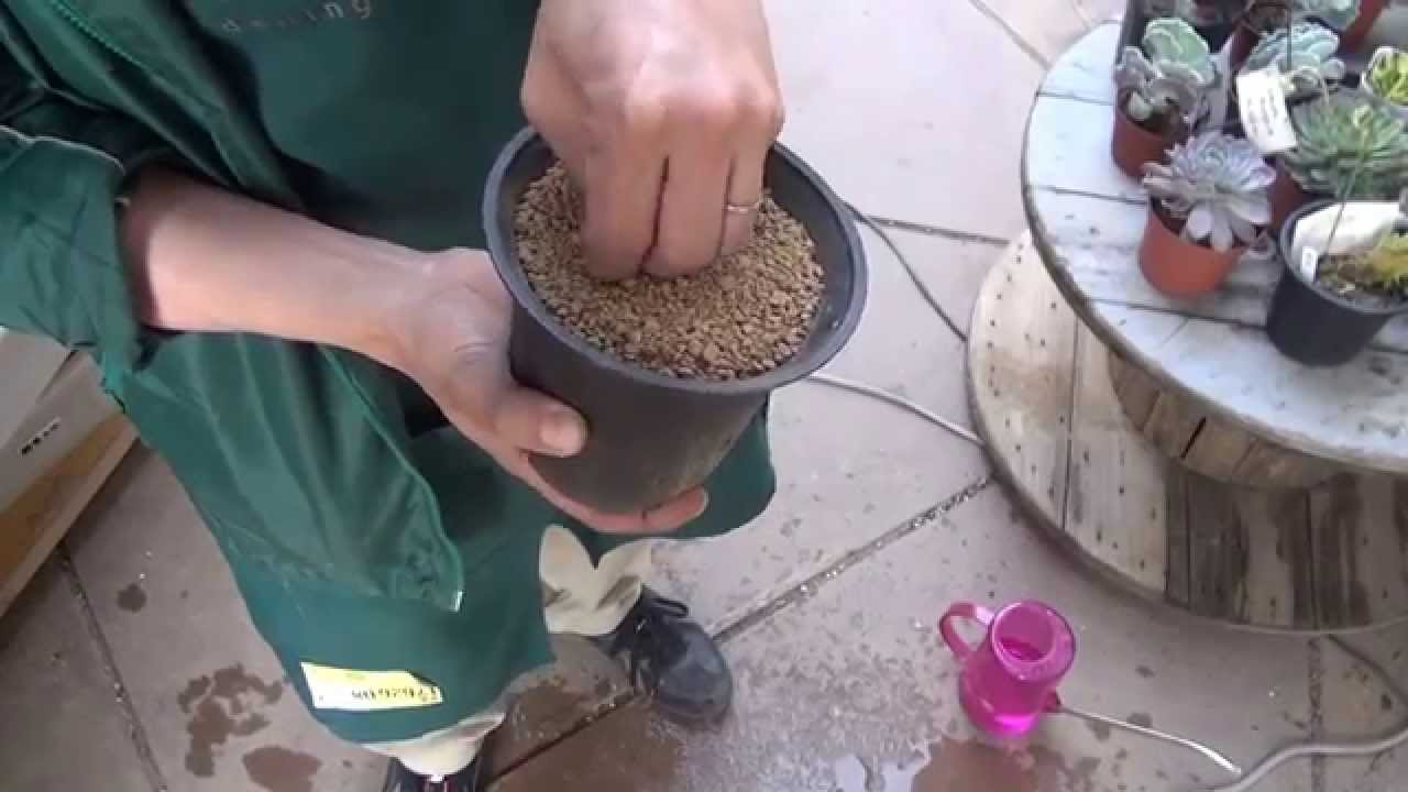 タコノキ（パンダヌス）の種まき