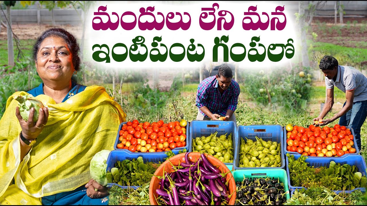మందులు లేని మన ఇంటిపంట గంపలో | pesticide free Vegetables Harvesting #vegitables   #harvesting