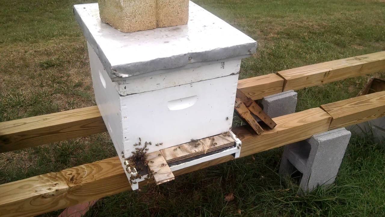 Best Way To Stop Robbing In A Hive Part 1