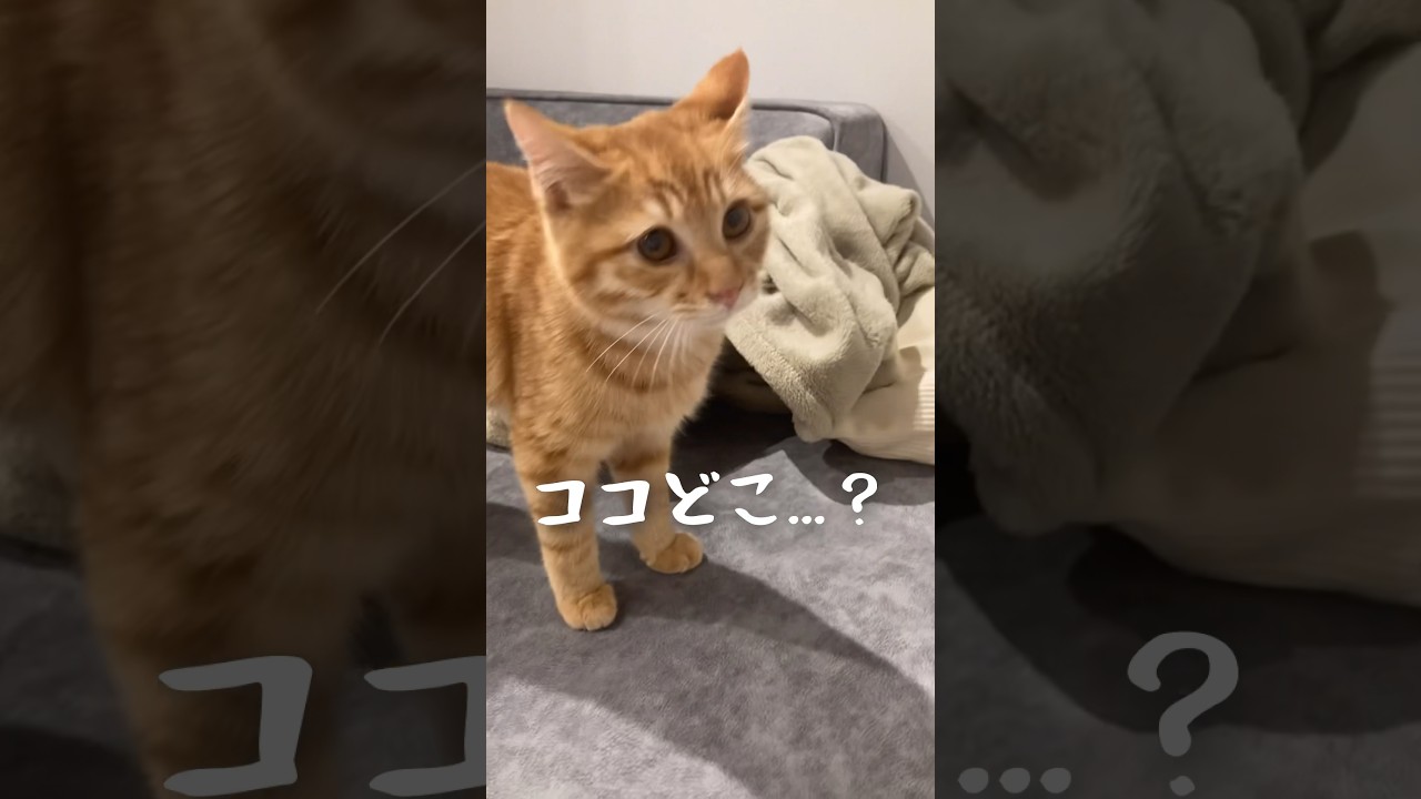 保護猫が初めて我が家にきた最初の反応🥺🐾可愛すぎる！！　#保護猫　#茶トラ　#とらまる　#猫のいる暮らし