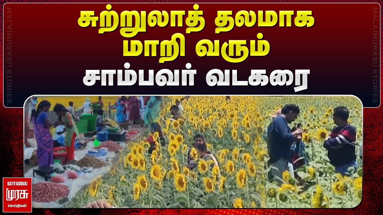 சுற்றுலாத் தலமாக மாறி வரும் சாம்பவர் வடகரை| மாலை முரசு செய்திகள்| TENKASI SUNFLOWER|