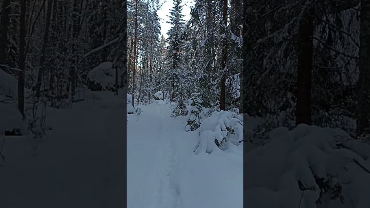 снежный лес,весна, Финляндия.luminen mets&auml;, kev&auml;t, Suomi