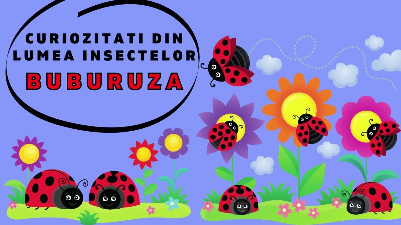 Curiozitati despre Insecte - Buburuza