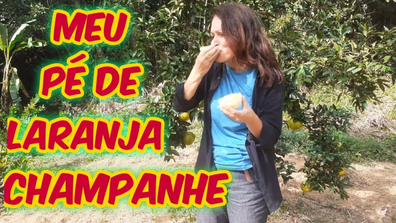 VOCÊ CONHECE A LARANJA CHAMPANHE?/Conheça essa maravilha/Muito suco e muito doce/Bora pra Roça?
