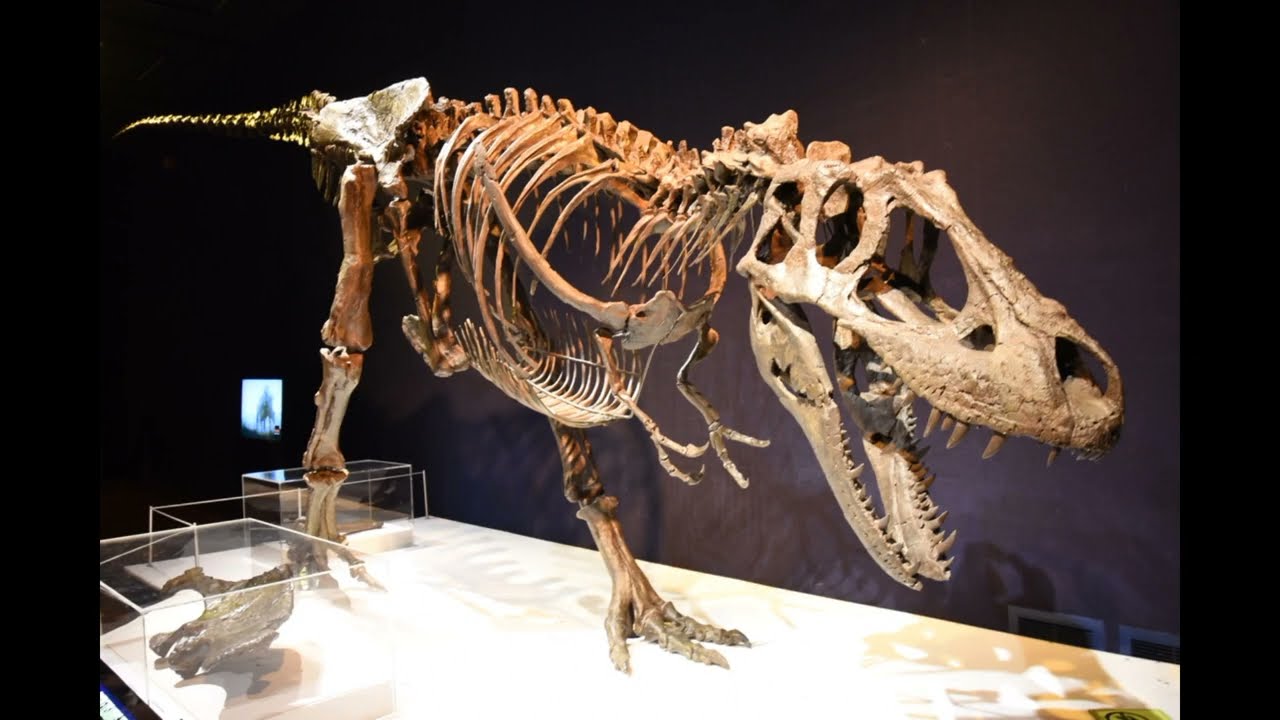 PALEOPEDIA#38 daspletosaurus torosus,horneri