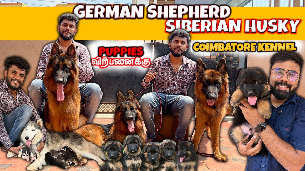 German Shepherd | Siberian Husky Dogs | All India Delivery | Puppies Available