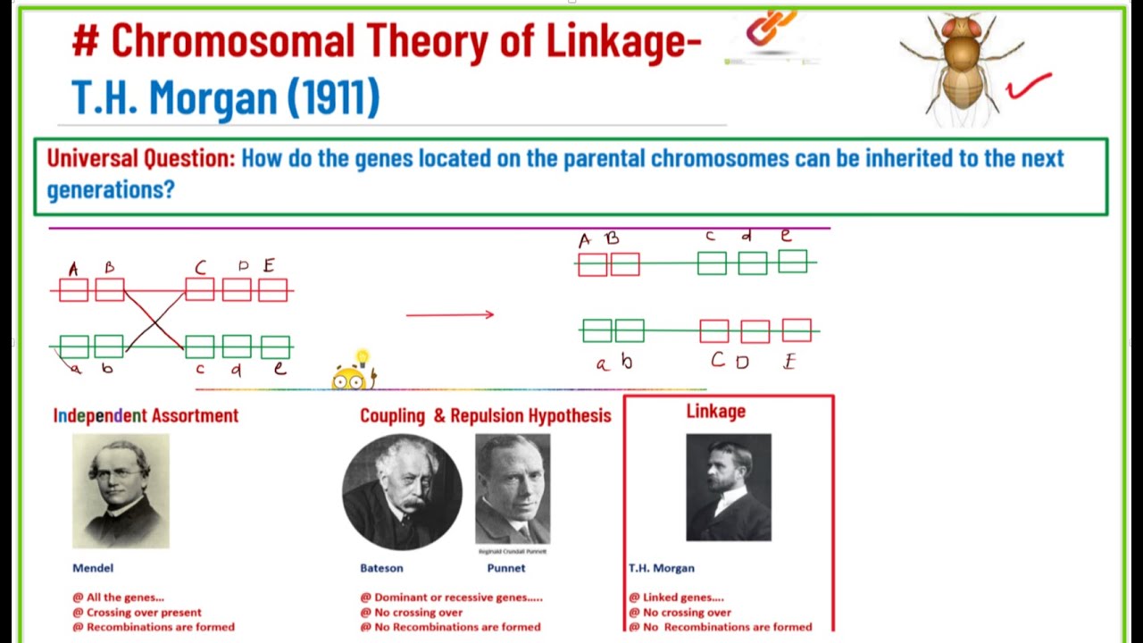 Linkage in Genetics - 2 easy steps / Chromosomal theory of linkage - T.H.Morgan / Genetic distance.