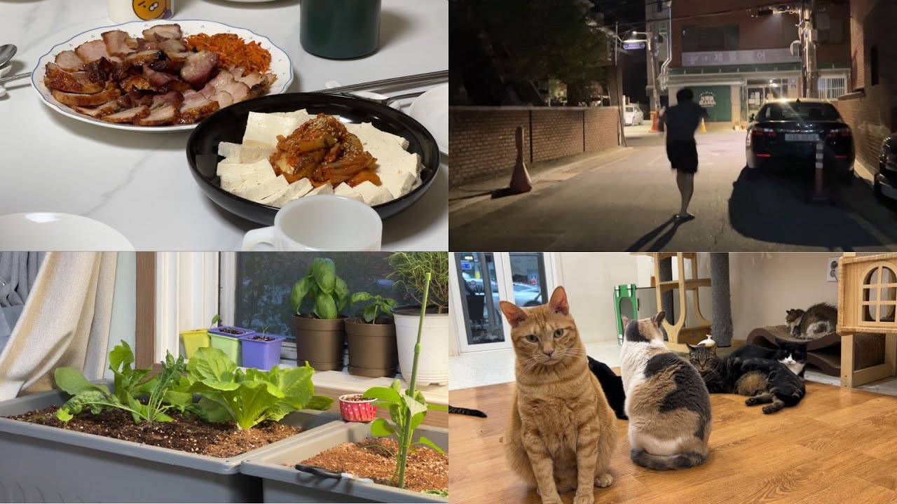 [통대생 VLOG] 4개국어 전공자가 모였다! 번역가의 고뇌💭 순차통역 연습🗣️ 석관동, 한예종 탐방 | 고양이카페