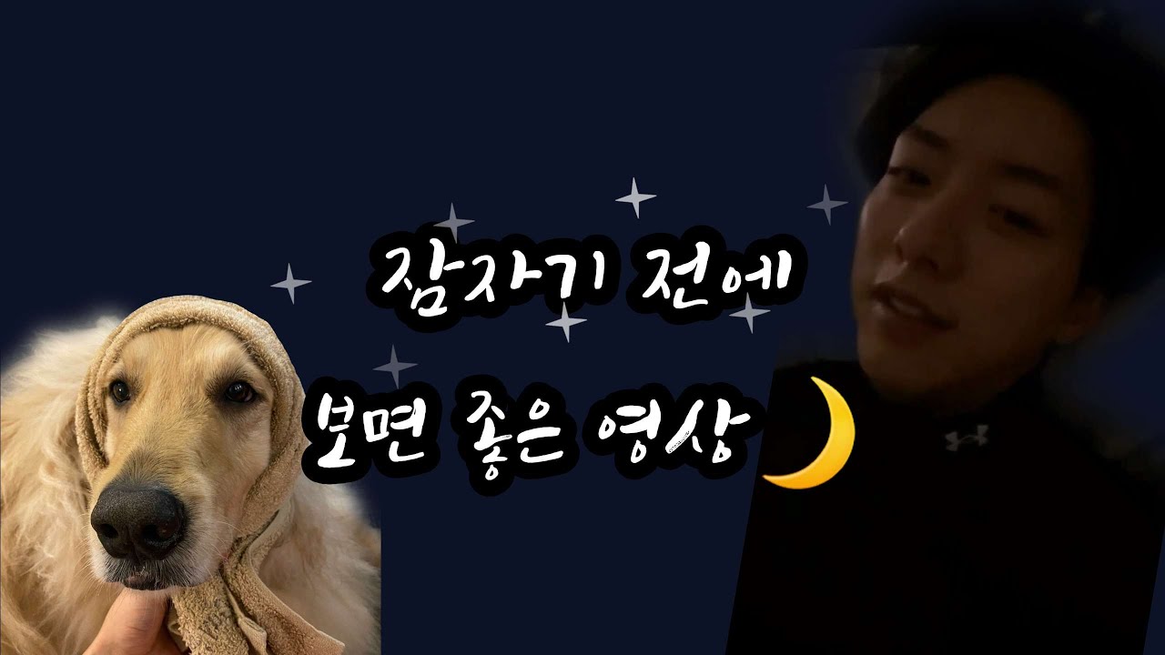 [씨엔블루 이정신] 잠들기 전에 보세요🌙 l 새벽 인스타 라방 l 반려견 심바 l 힐링 영상 l LeeJungShin
