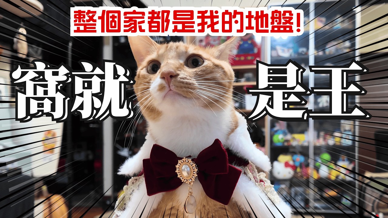 統治客廳的兩歲暴君！殿下專屬生日派對與領地巡視｜DIO貓日記