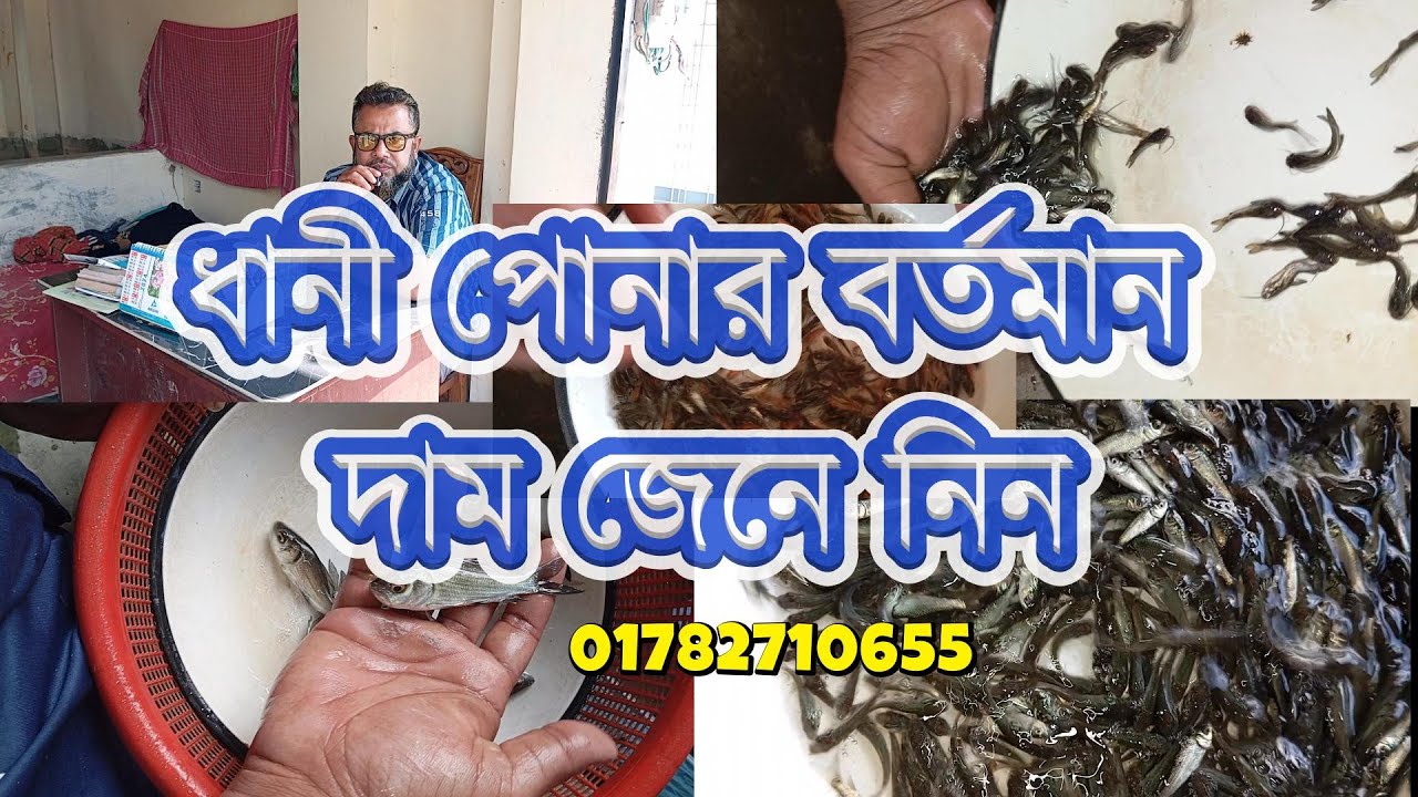 সকল প্রকার ধানী পোনার বর্তমান দাম জেনে নিন।