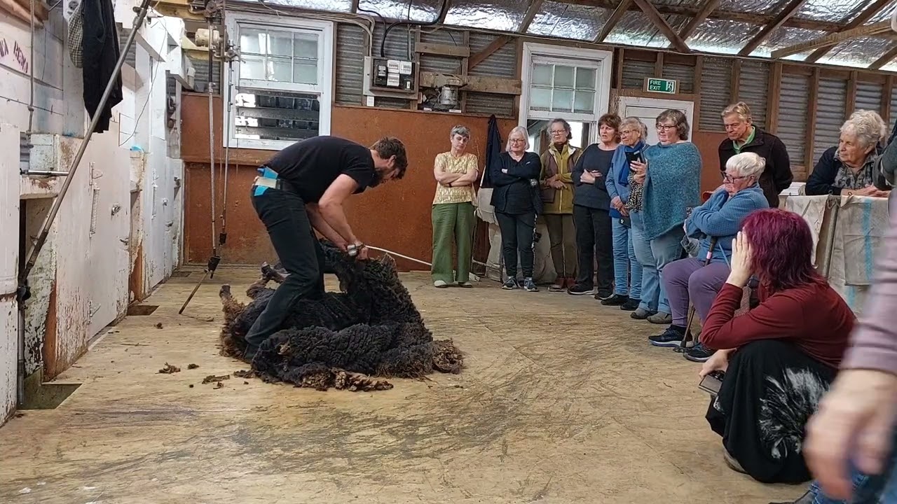 Blade Shearing Demonstration - Corriedale ewe