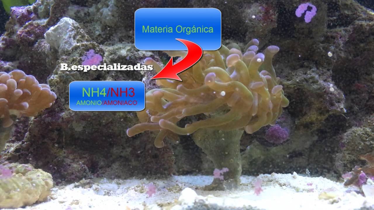 Ciclado acuario marino