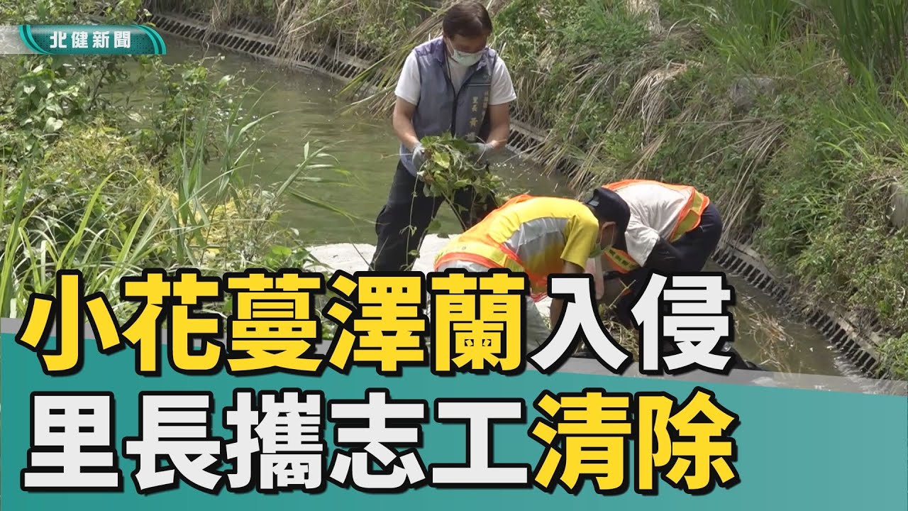 綠 癌|小花蔓澤蘭入侵埤塘  里長攜志工清除