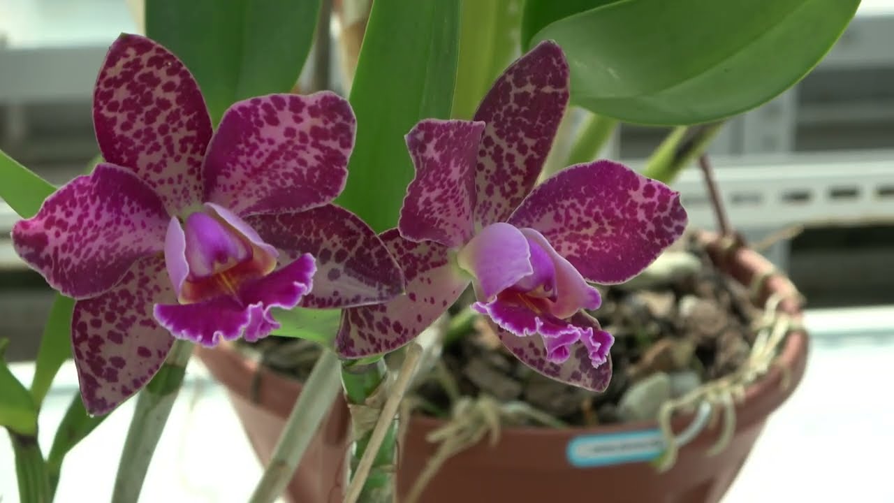 Цветение : C.maxima albescens , Blc. Durigan Iris , C. Walter Wolf, Cattleya Mrs. Pitt, C. Vestalis