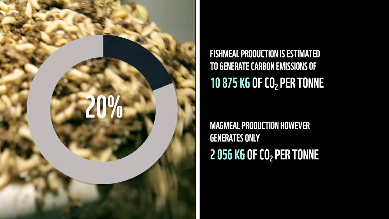 WWF Climate Solver - MagMeal