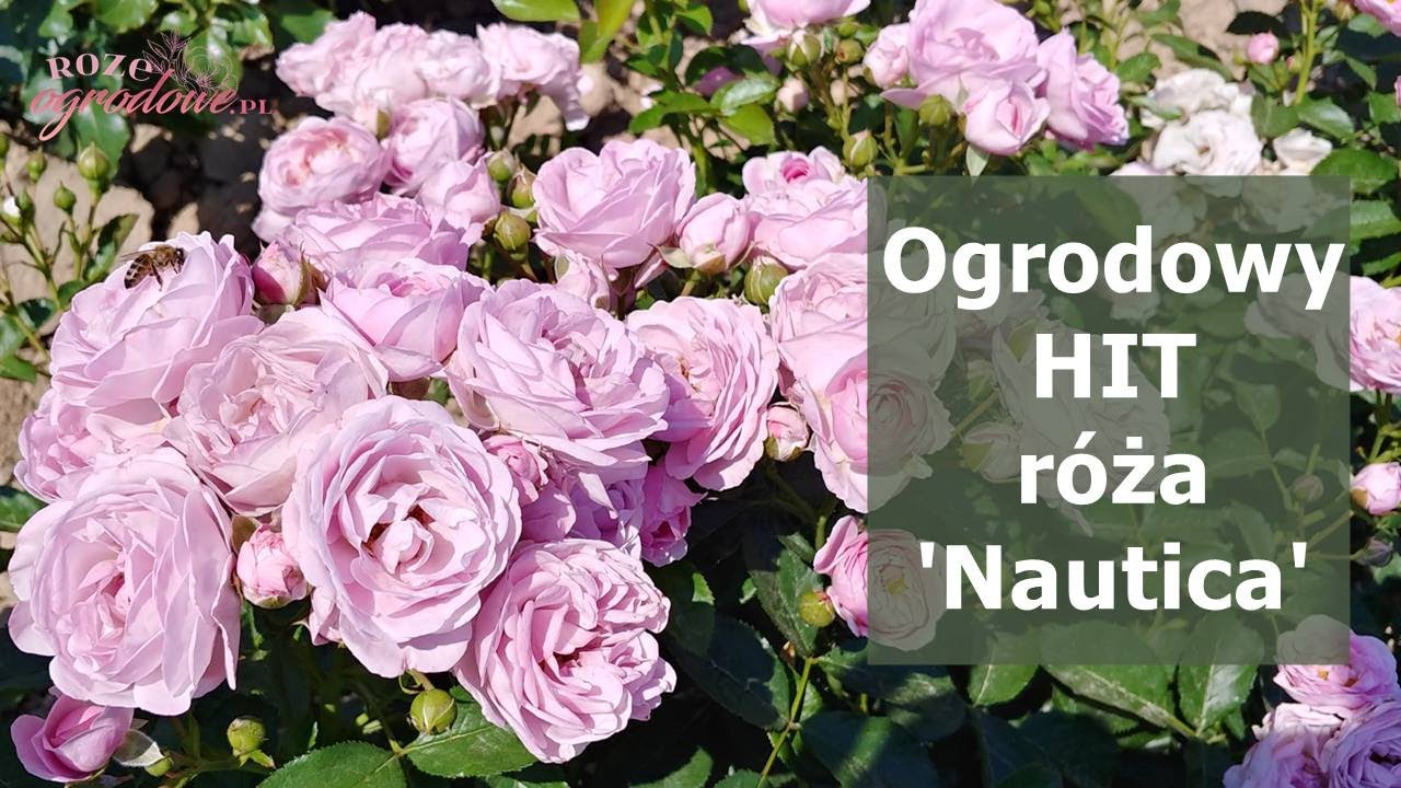 'Nautica' r&oacute;ża na balkon i do ogrodu. Najzdrowsza i najlepsza r&oacute;ża na rabatę w liliowym kolorze
