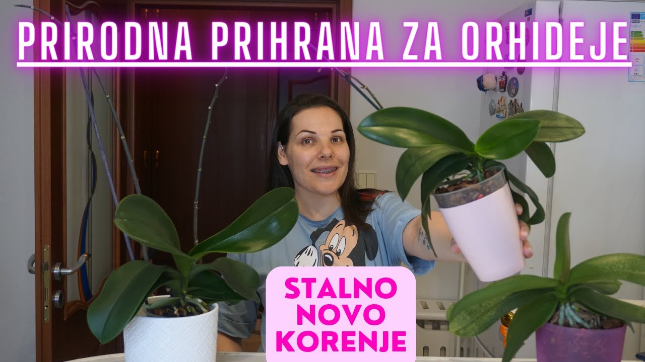 PRIRODNA PRIHRANA ZA ORHIDEJE I STALNO NOVO KORENJE