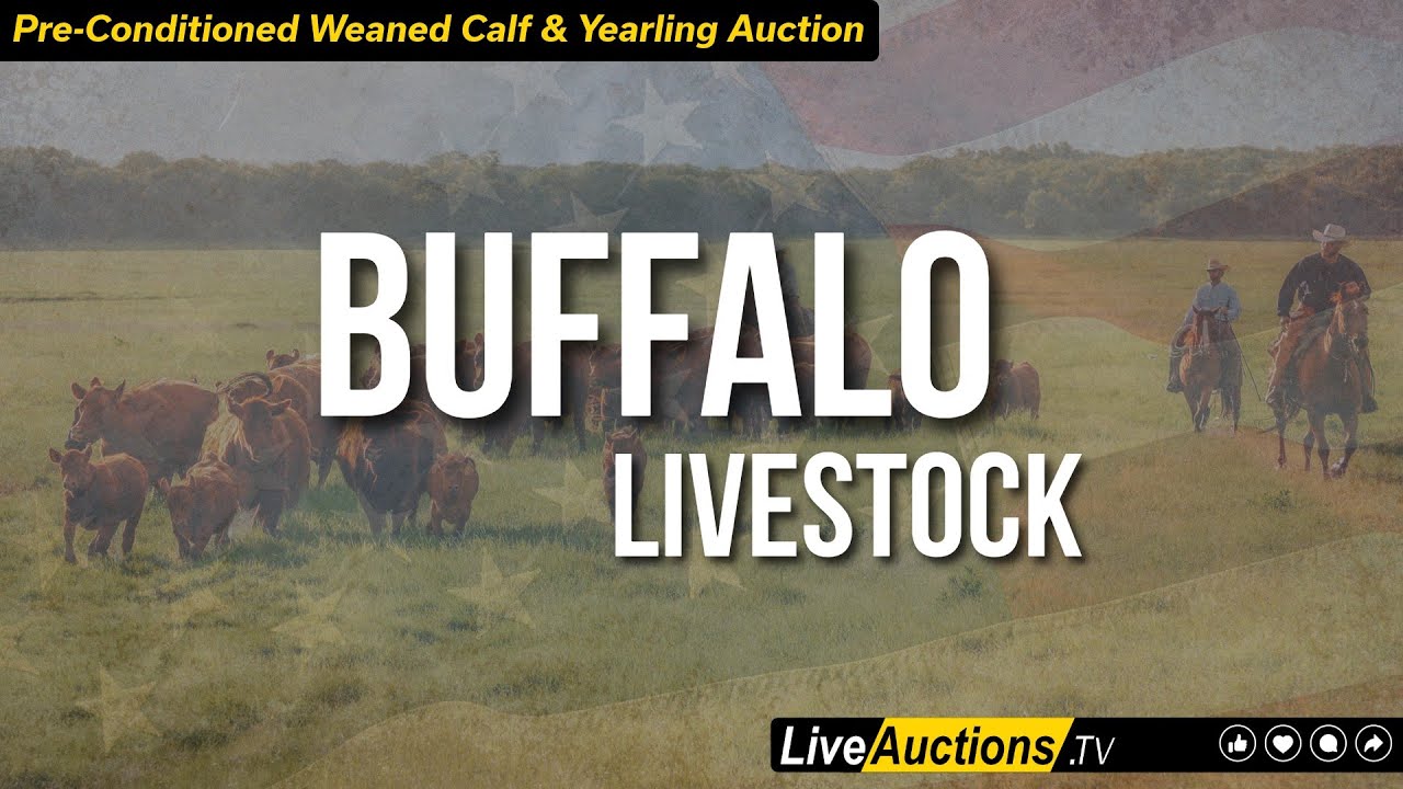 Buffalo Livestock Marketing Preconditioned Weaned Calf & Yearling Auction