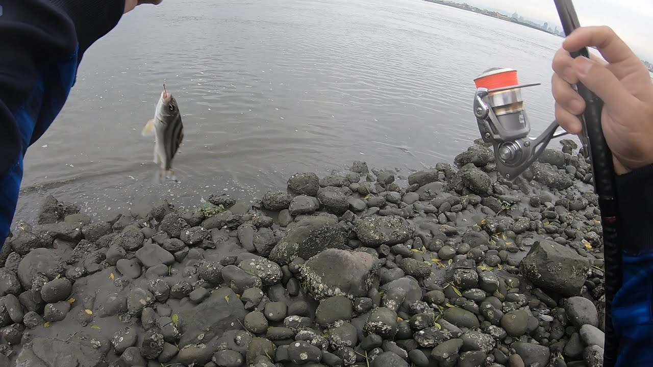 花身仔 /八里阿本吊場/退潮水淺流急，手感釣法 (中魚短片)