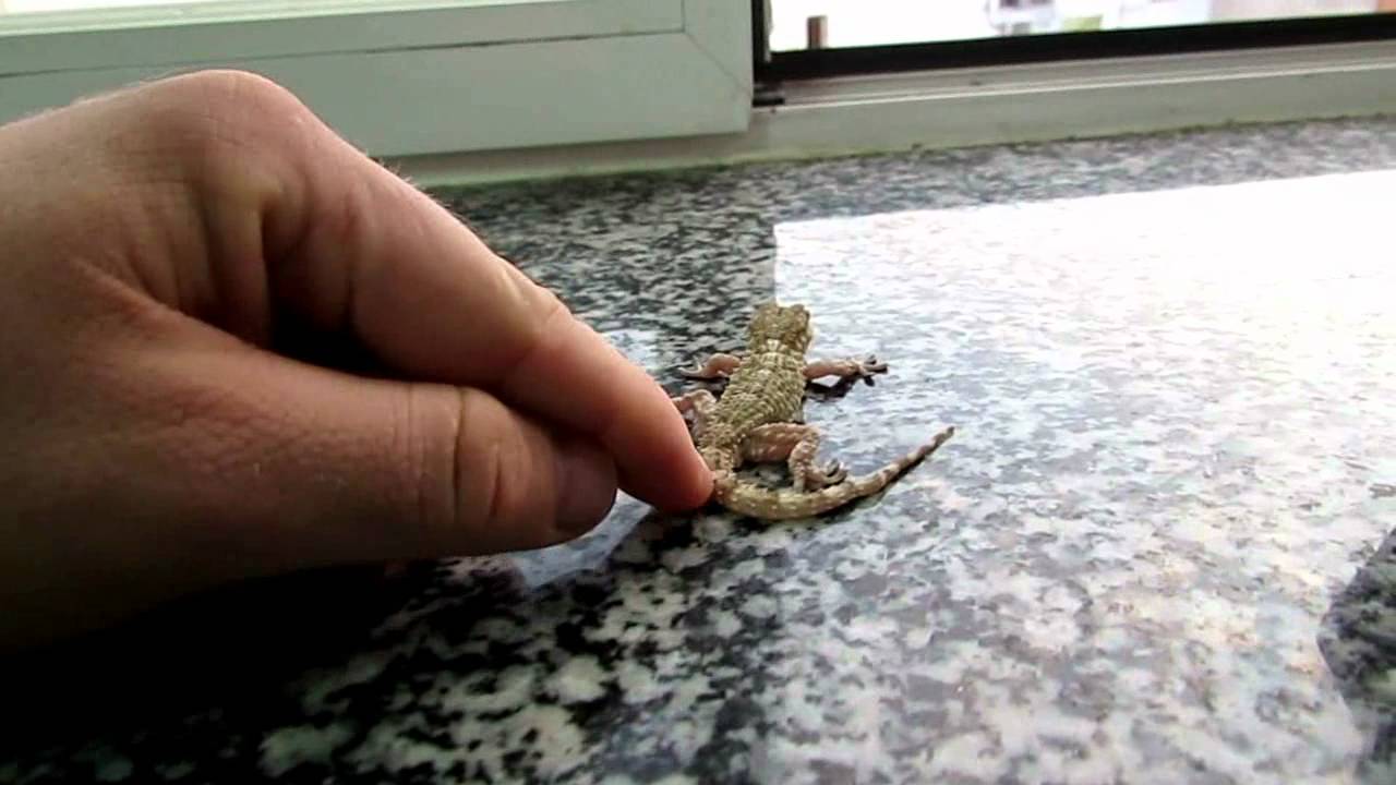 Salamandra en mi casa