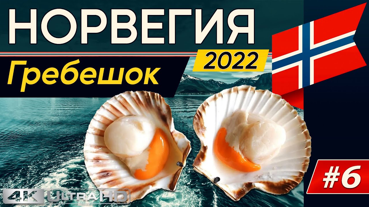 Ныряем и собераем крупного гребешка.Подводная охота в Норвегии.