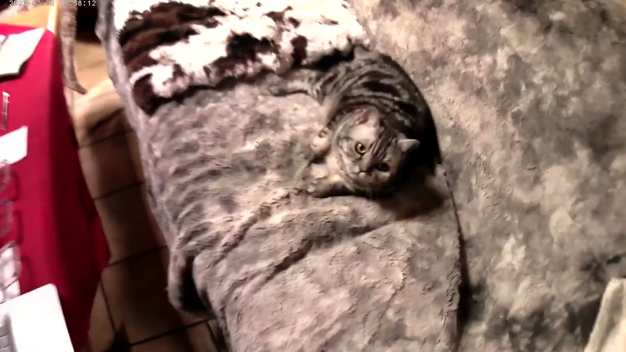 Amy♥️( BKH Silver Tabby Classic )♥️Geboren 2020♥️ Fontastic 2016 V.1.1 HVD Cam 4KHD/FullHD/UltraHD♥️
