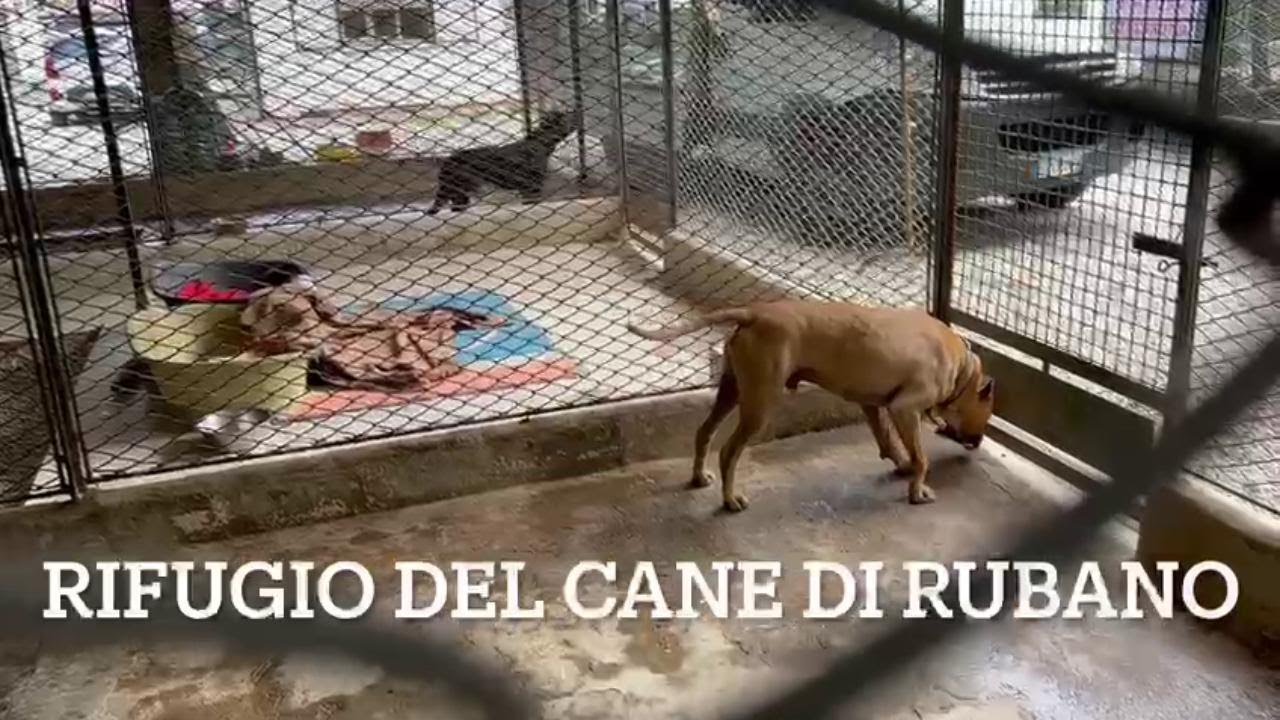 Padova, la nuova gestione del Rifugio del Cane di Rubano