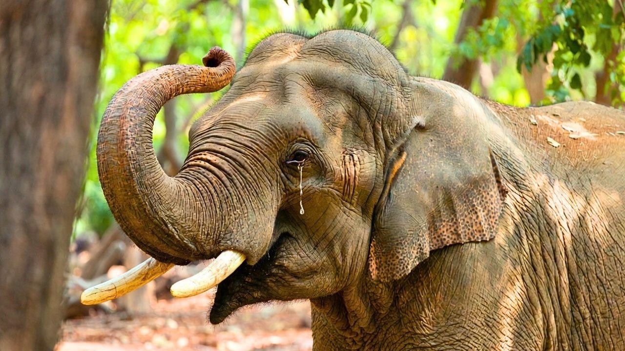 Encontraron a este elefante llorando solo durante días. La razón partió el corazón del mundo...