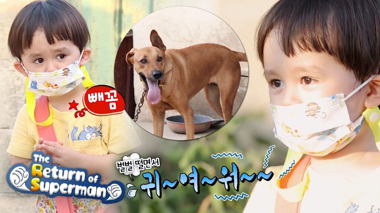 Bentley delivers a cake and meets a dog [The Return of Superman Ep 348]