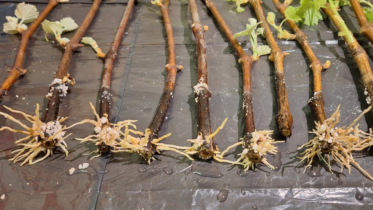 Zakoreňovanie viniča - ako to dopadlo? Výsledok po 37 dňoch.