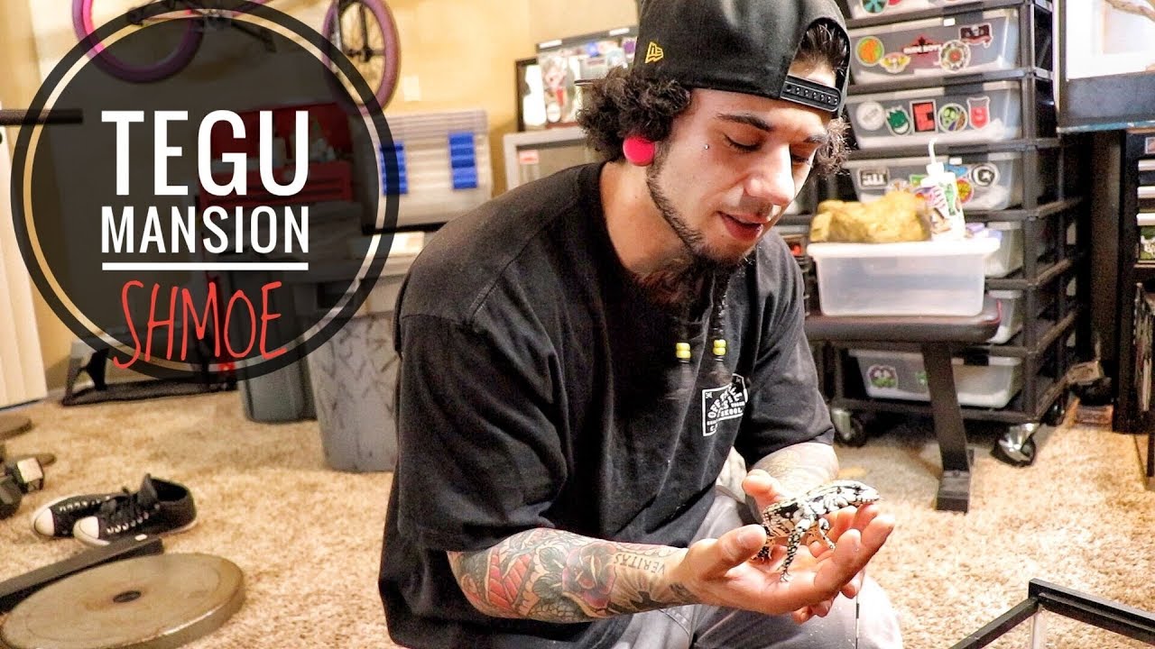 BLUE TEGU | NEW ENCLOSURE