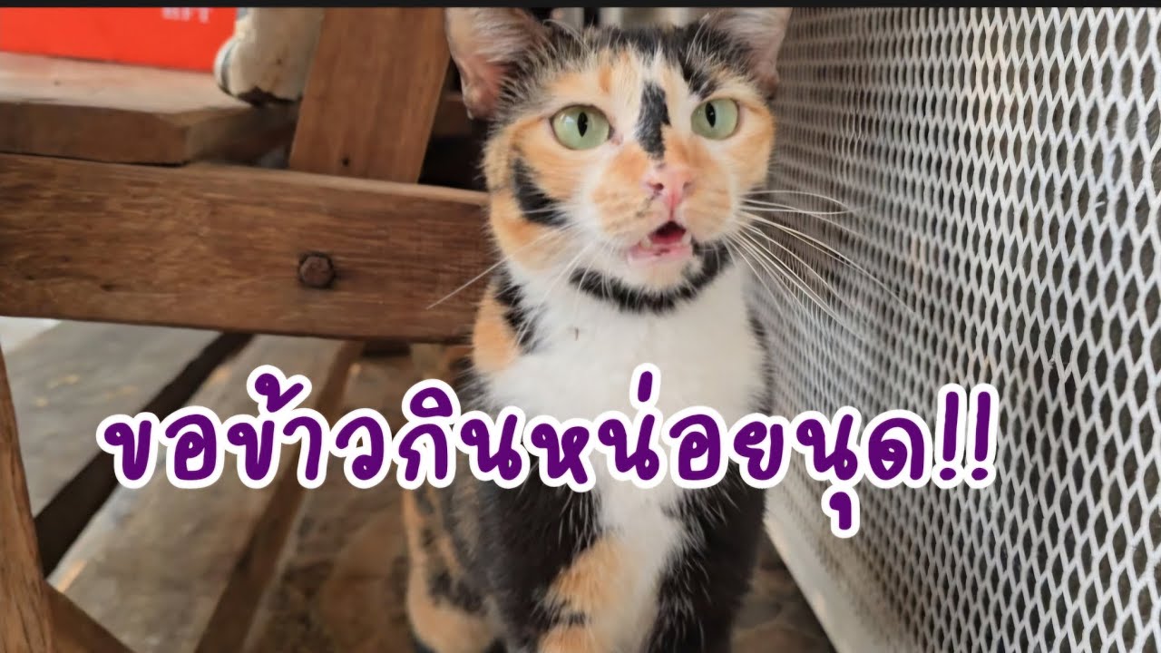 ขอข้าวกินหน่อยนุด!! #แมวจร #catlover ##cat #ผู้กองแขกกับแมวจร Vol.2 
